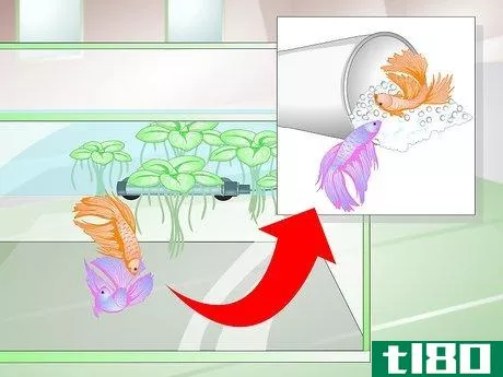 Image titled Provide a Protective Breeding Environment for Betta Fish Step 14
