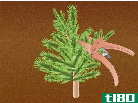 Image titled Propagate Pinus Radiata Step 6