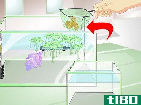 Image titled Provide a Protective Breeding Environment for Betta Fish Step 10