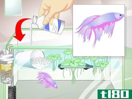 Image titled Provide a Protective Breeding Environment for Betta Fish Step 16