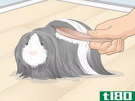 Image titled Prevent Your Guinea Pig from Becoming Sick Step 16