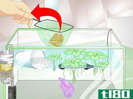 Image titled Provide a Protective Breeding Environment for Betta Fish Step 15