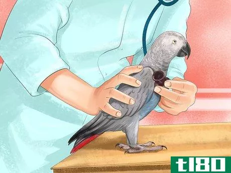 Image titled Prevent Infections in Parakeets Step 4