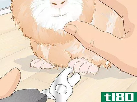 Image titled Prevent Your Guinea Pig from Becoming Sick Step 18