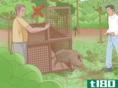 Image titled Protect Crops from Wild Pigs Step 14