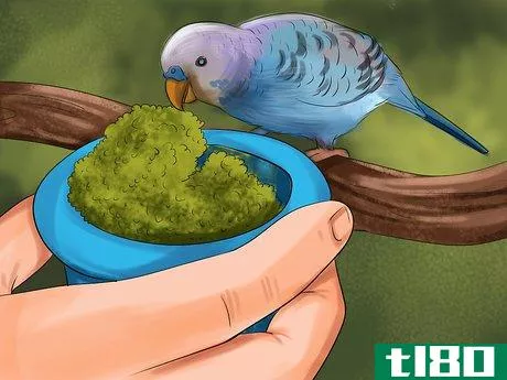 Image titled Prevent Infections in Parakeets Step 12