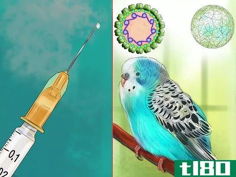 Image titled Prevent Infections in Parakeets Step 3