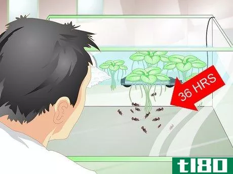 Image titled Provide a Protective Breeding Environment for Betta Fish Step 17