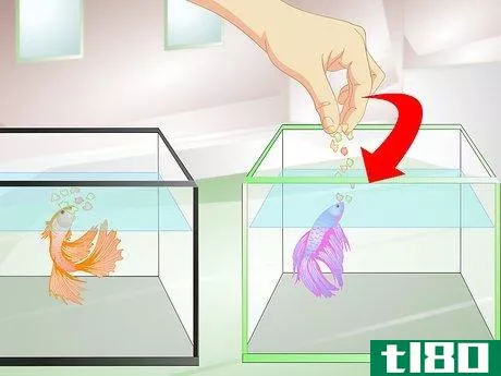 Image titled Provide a Protective Breeding Environment for Betta Fish Step 6