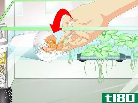Image titled Provide a Protective Breeding Environment for Betta Fish Step 13