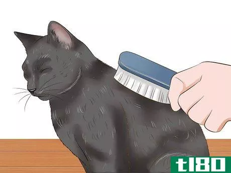 Image titled Protect Your Pets from Summertime Pests Step 33