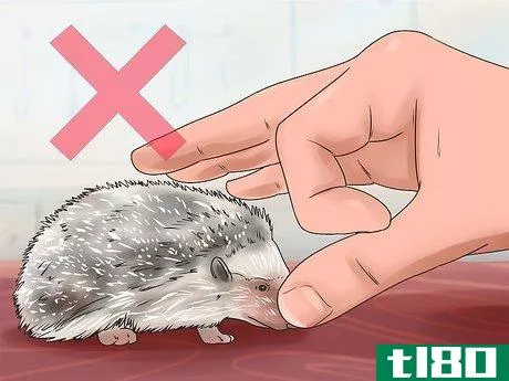 Image titled React when Your Hedgehog Bites You Step 2