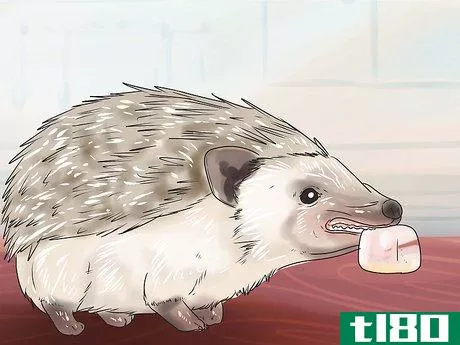 Image titled React when Your Hedgehog Bites You Step 9