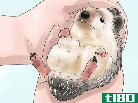 Image titled React when Your Hedgehog Bites You Step 14