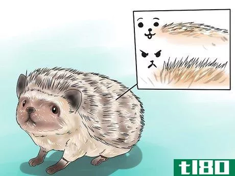 Image titled React when Your Hedgehog Bites You Step 17