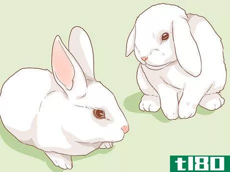 Image titled Raise a Lop Eared Rabbit As a Pet Step 11