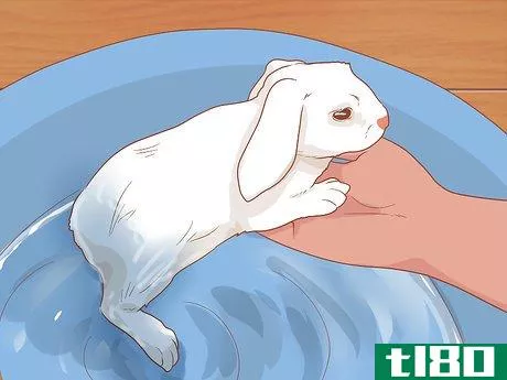 Image titled Raise a Lop Eared Rabbit As a Pet Step 20