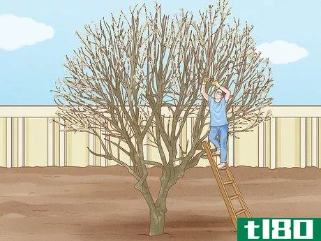 Image titled Prune a Magnolia Tree Step 13