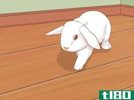 Image titled Raise a Lop Eared Rabbit As a Pet Step 15