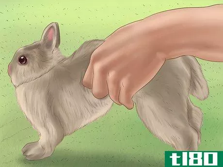 Image titled Know if Your Rabbit is Pregnant Step 1