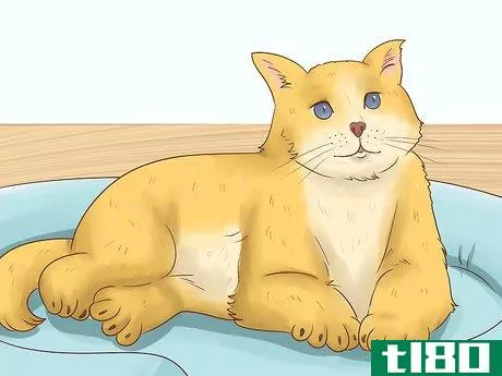 Image titled Read a Cat's Vital Signs Step 5
