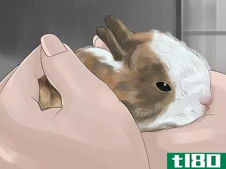 Image titled Handle Rabbits Step 12