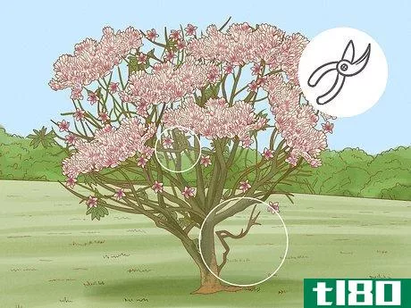 Image titled Prune a Magnolia Tree Step 7