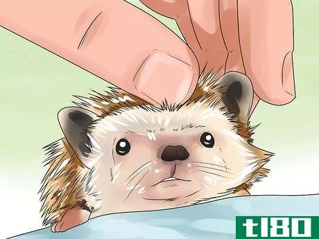 Image titled React when Your Hedgehog Bites You Step 13