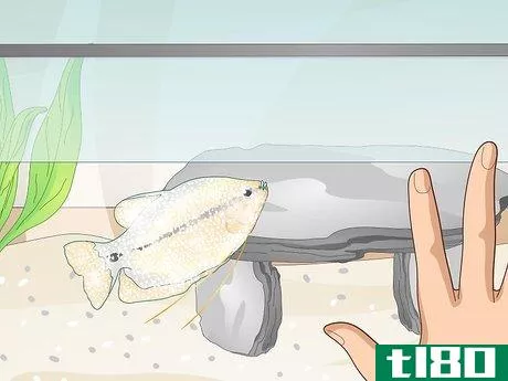Image titled Reduce Chlorine in an Aquarium Step 11