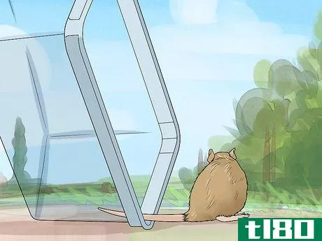 Image titled Remove a Live Mouse from a Sticky Trap Step 11