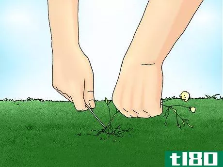 Image titled Remove White Clover from a Lawn Step 5