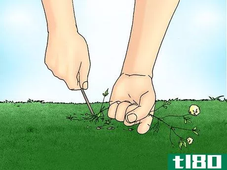 Image titled Remove White Clover from a Lawn Step 3