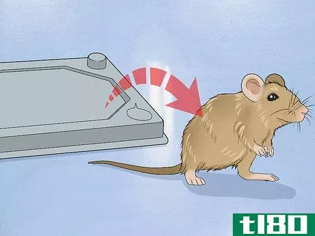 Image titled Remove a Live Mouse from a Sticky Trap Step 5