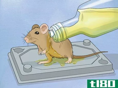 Image titled Remove a Live Mouse from a Sticky Trap Step 4