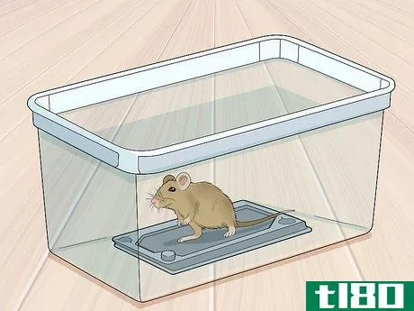 Image titled Remove a Live Mouse from a Sticky Trap Step 2