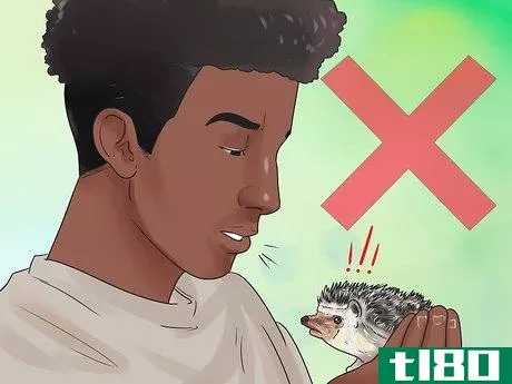 Image titled React when Your Hedgehog Bites You Step 1