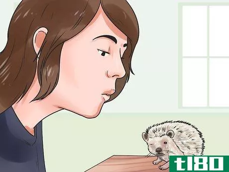 Image titled React when Your Hedgehog Bites You Step 4