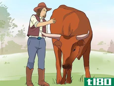 Image titled Ride a Steer Step 1