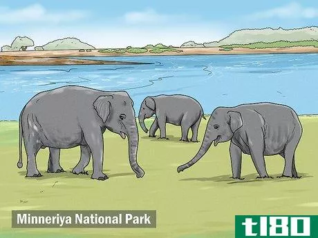 Image titled See Elephants in Sri Lanka Step 1