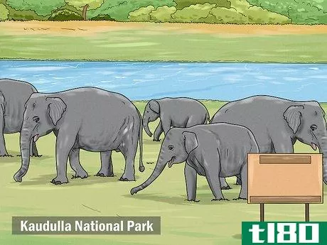 Image titled See Elephants in Sri Lanka Step 2