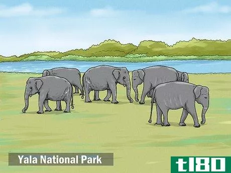 Image titled See Elephants in Sri Lanka Step 4
