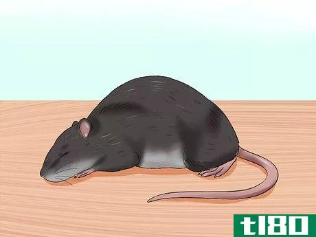 Image titled Sex a Rat from Birth Step 10