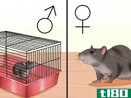 Image titled Sex a Rat from Birth Step 4