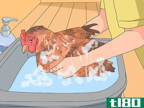 Image titled Show Chickens Step 12