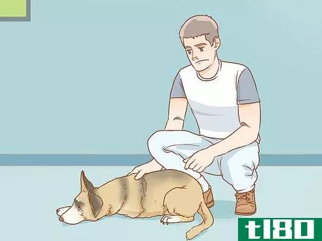 Image titled Shrink Tumors in Dogs Step 16