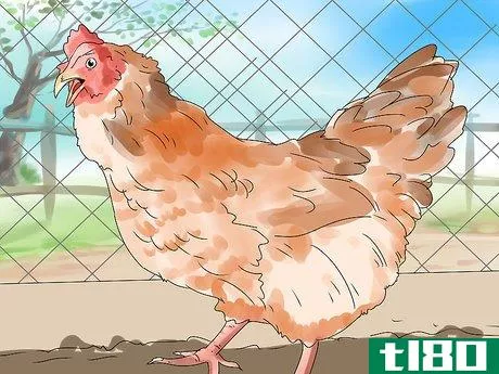 Image titled Show Chickens Step 5