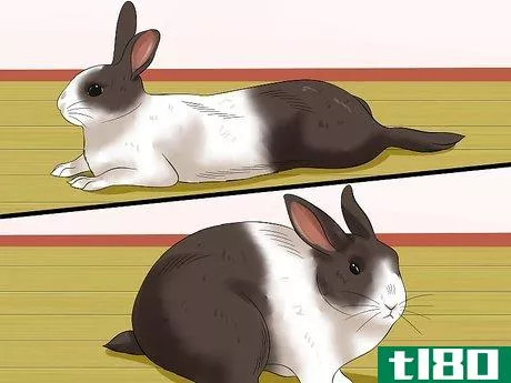 Image titled Socialize Your Rabbit Step 5