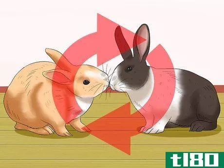 Image titled Socialize Your Rabbit Step 12