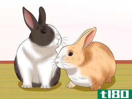 Image titled Socialize Your Rabbit Step 6