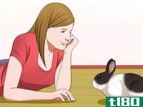 Image titled Socialize Your Rabbit Step 2